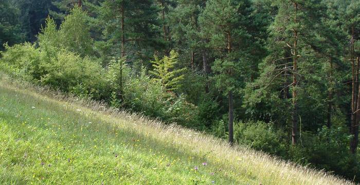 Naturschutzgebiet Latschgetweid