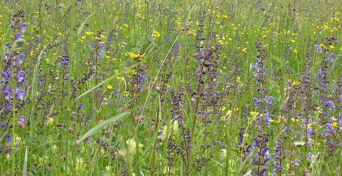 artenreiche Blumenwiese