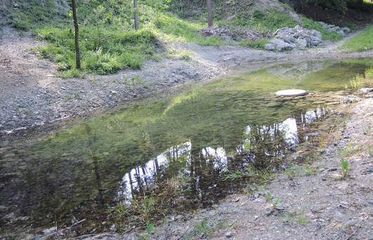 Weiher für Geburtshelferkröten