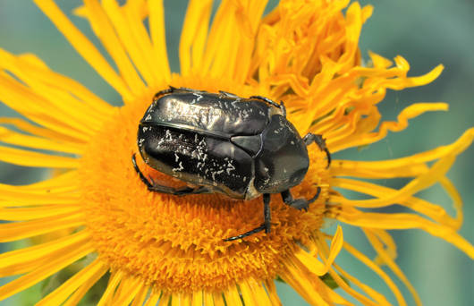 Marmorierter Goldkäfer