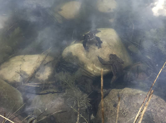 Erdkröten Begegnung