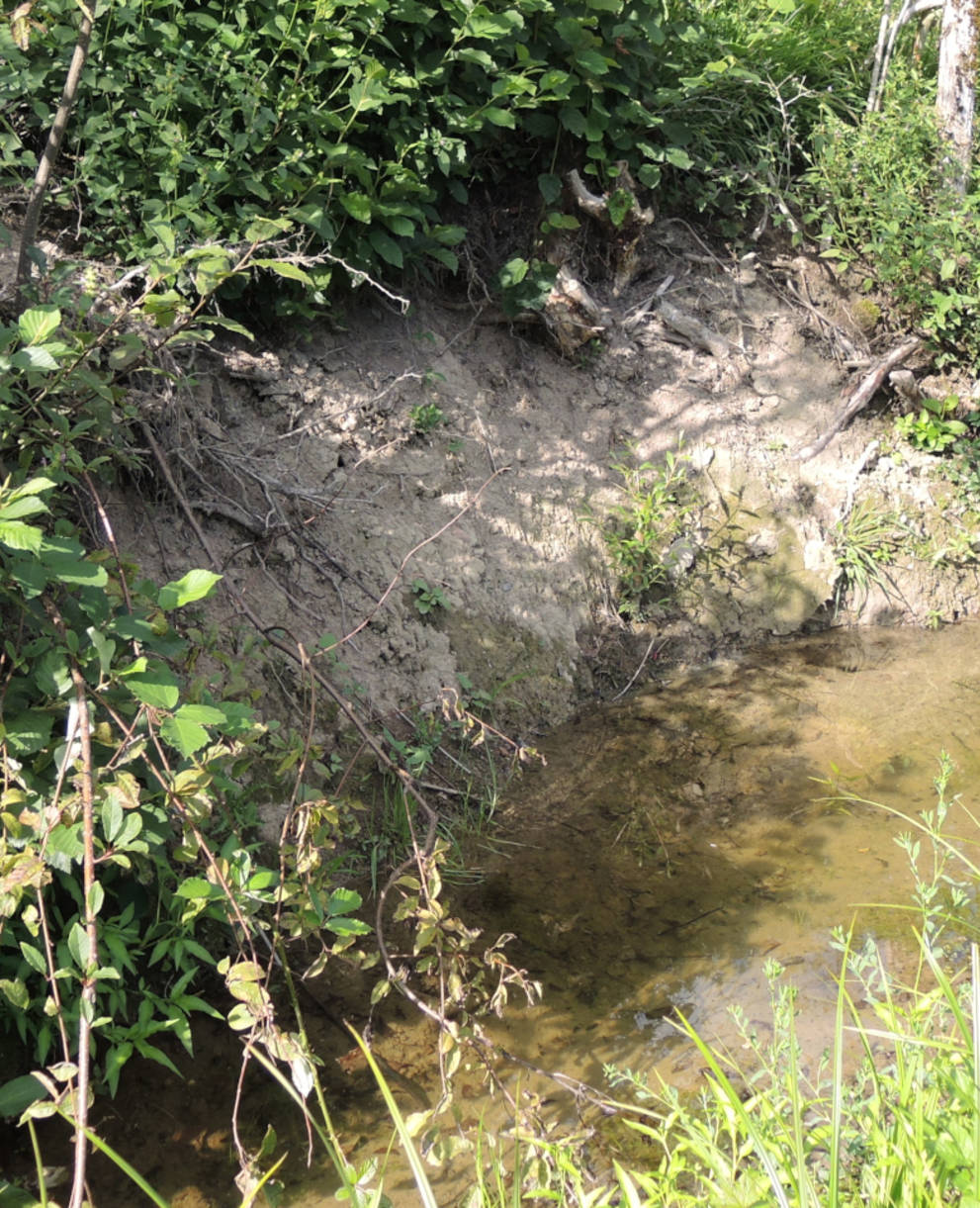 Renaturierter Wassergraben