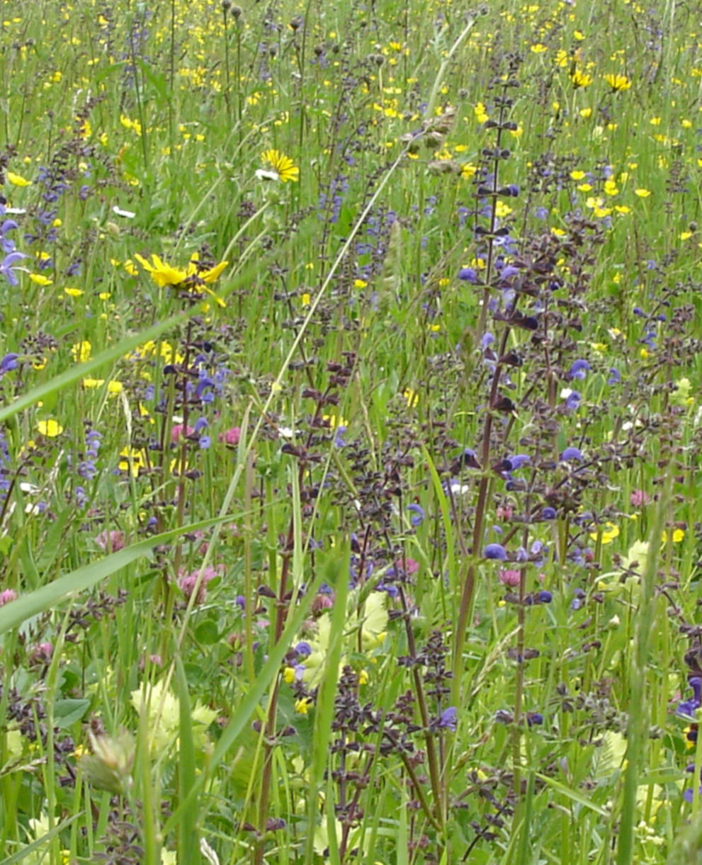 artenreiche Blumenwiese